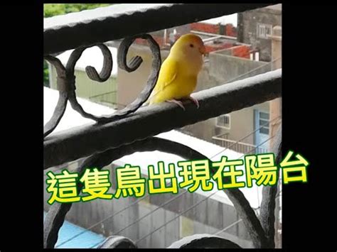 家裡飛來一隻鳥|【家裡飛來鳥】家裡飛來吉祥鳥？鳥類進家預示什麼吉凶福禍？